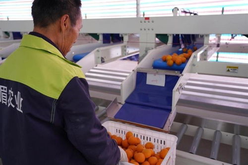 科技赋能，品牌铸魂——一家科技公司的农产品品牌化探索与启示